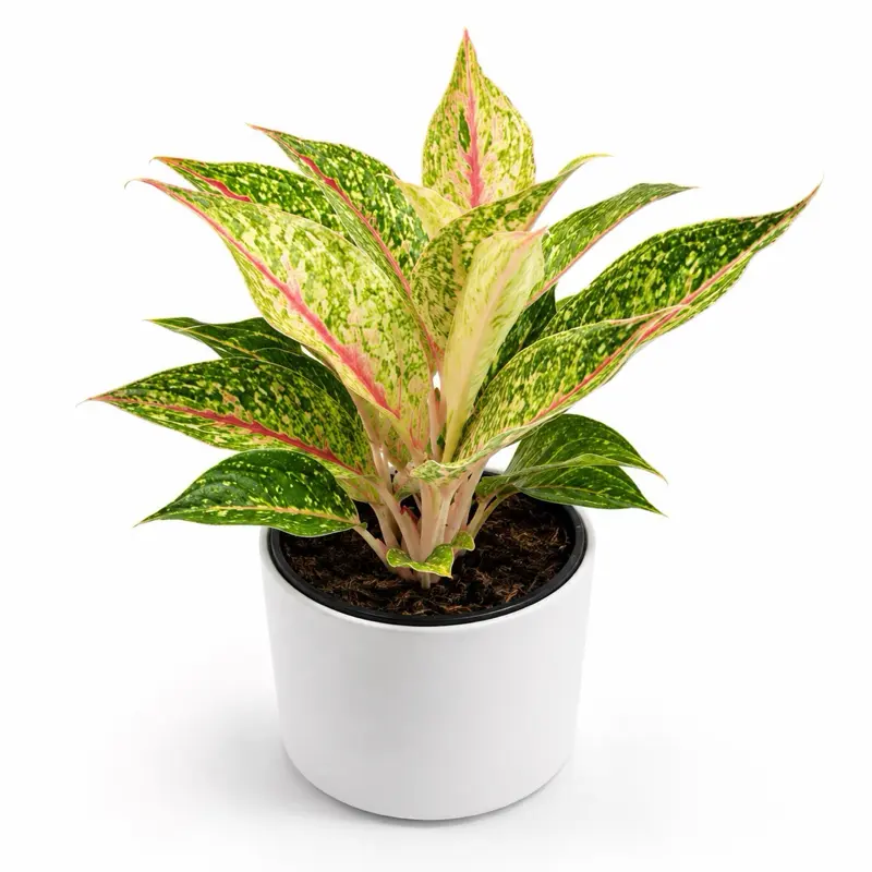 Aglaonema Dazzling Pink Gem 6" pot Rare Tropical House Plant Unique Leaves for Indoor Home Decor Beginner Friendly Easy Care Ornament