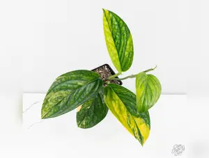 Monstera sp. 'Peru' Variegated *Grower's Choice*