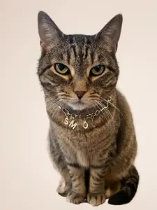 Pet Collar - "SMOL" silver chain and gold letter - custom length - breakaway safety clasp