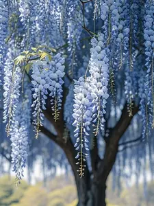 (2 Pack)50 Blue Wisteria Vine Seeds – Beautiful Climbing Flowers for Your Yard or Balcony – Easy to Grow, Elegant & Unique