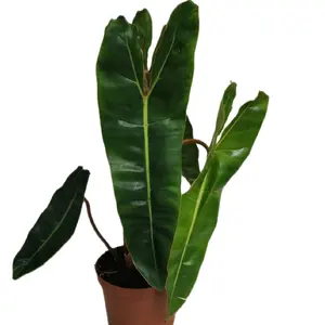 Rare Philodendron Billietiae Indoor Plant - Collector's Choice Decorative Orange Stems Large Leaves Houseplant