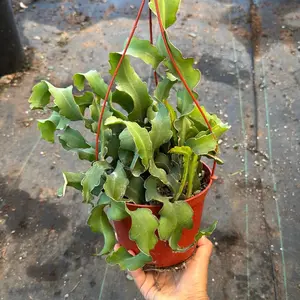 Curly Sue Orchid Cactus plant 6 in pot