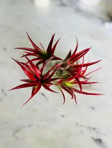 Blood Red Airplant - Tillandsia Collection Blood Red Airplant - Tillandsia Collection