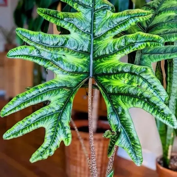 Alocasia Jacklyn Potted Live Plant 2in - Persian Palm - Giant Elephant Ear - Exotic Houseplant - Large Glossy Foliage - Tropical Gift - Unique Indoor Plant - Architectural Leaves - Deep Green - Statement Greenery - Upright Habit