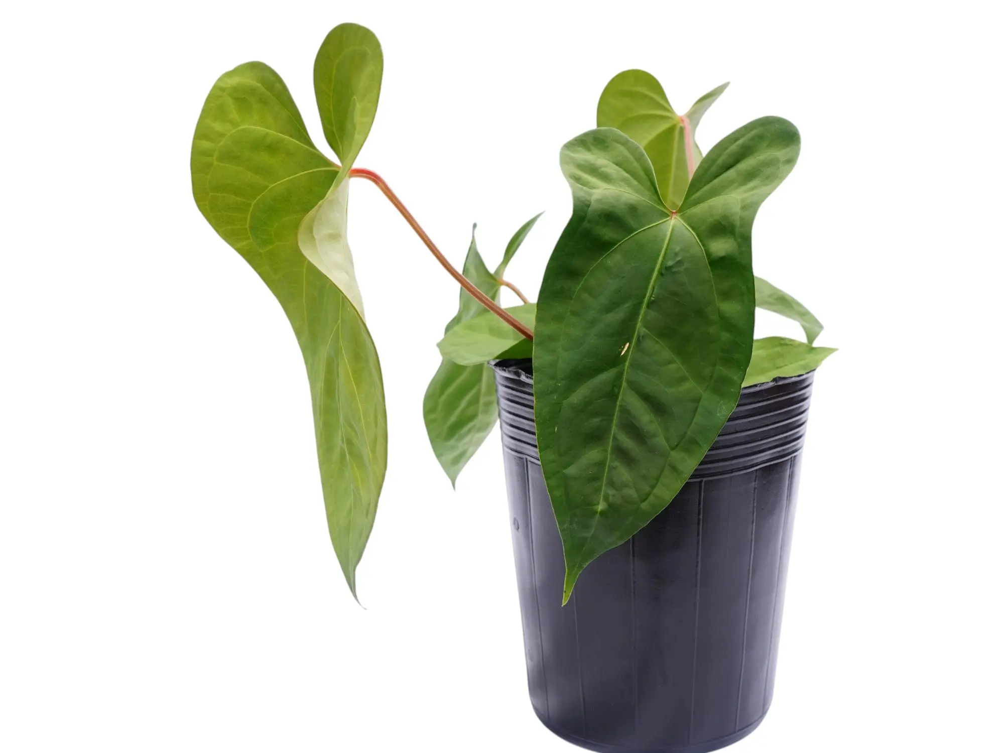 Anthurium forgetii x Anthurium sagittatum (Big) - TikTok Shop