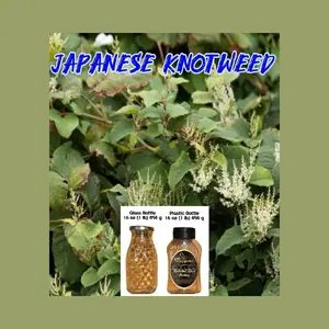 Natural Japanese Knotweed Honey
