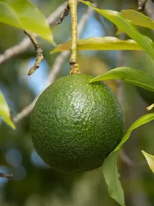 Avocado tree GWEN (Perseamericana) Live tree fruit cuello largo 18inch-24 Aguacate