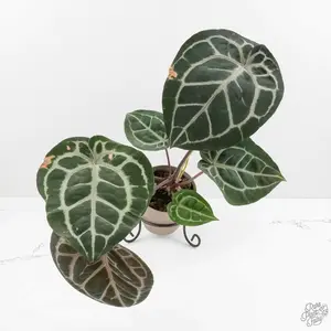 Anthurium 'Michelle' by DocBlock *Grower's Choice*