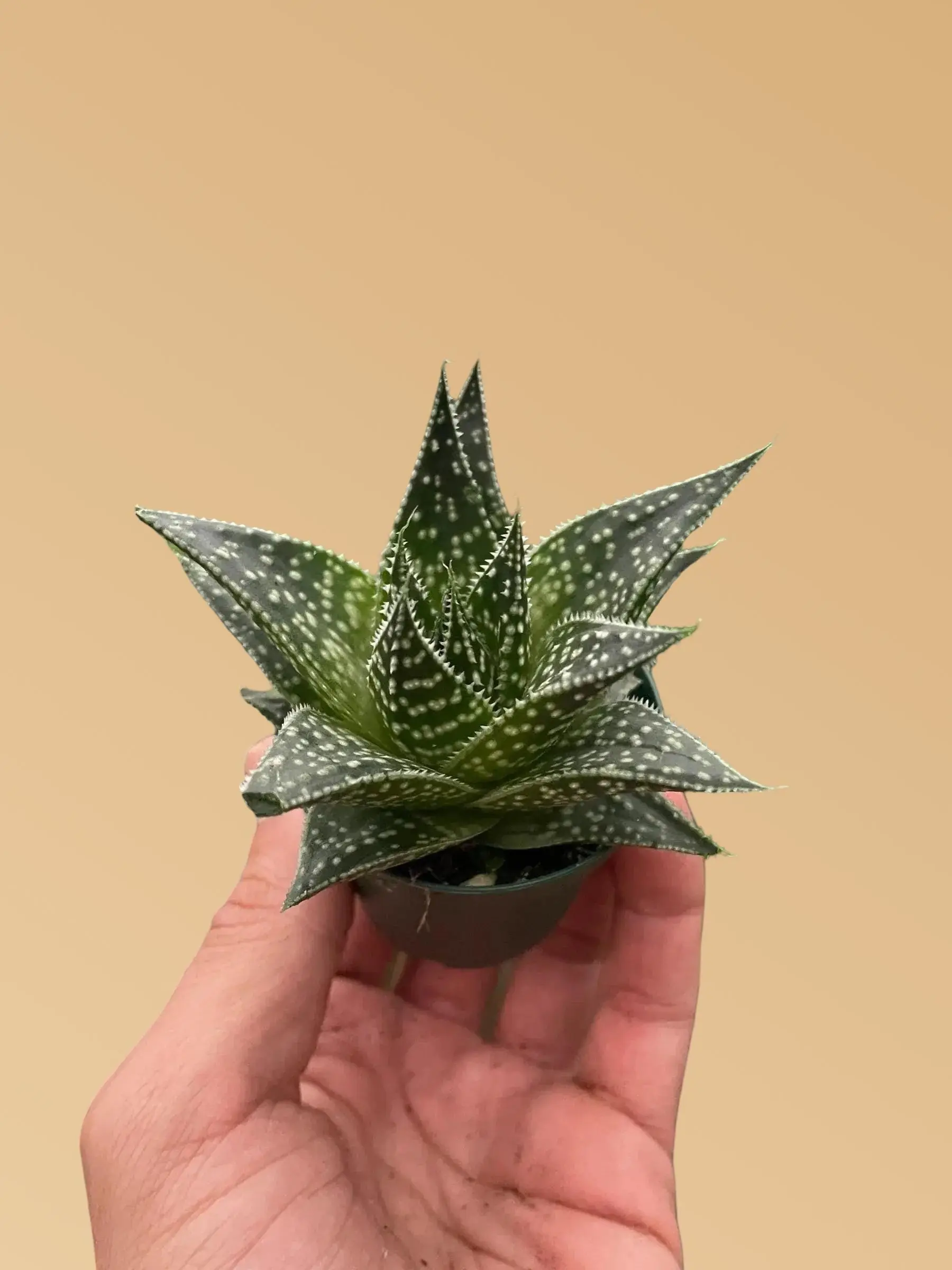 Succulent Gasteria Durban