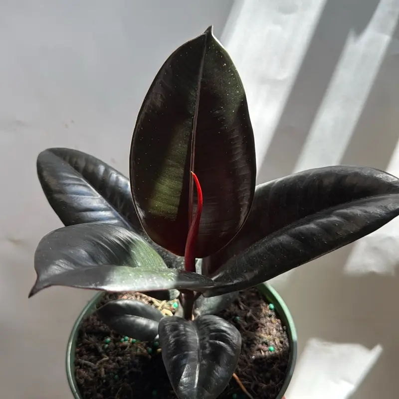 Ficus Elastica Burgundy 4" pot Live Tropical House Plant Unique Burgundy Leaves Easy Care Beginner Friendly Indoor Home Decoration - Houseplants