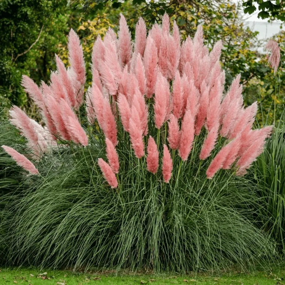 1000 seeds of high-quality reed grass - An amazing landscape decoration that significantly enhances the beauty of your garden