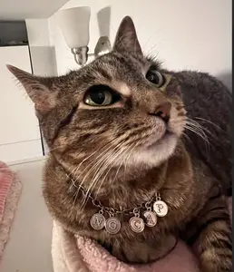 Pet Collar - NO CAP - antique silver chain - custom length - breakaway safety clasp