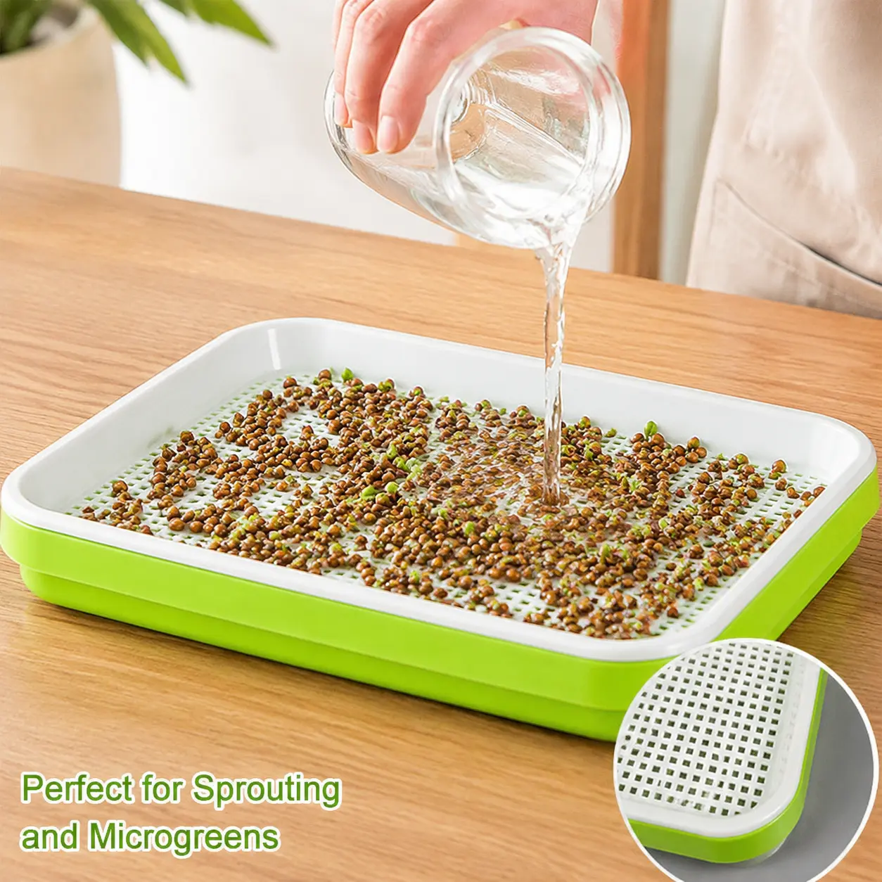 1 Piece Plastic Sprouting Tray, with Drain Holes Two-tone Design for Indoor Home Seed Germination and Microgreen Planting