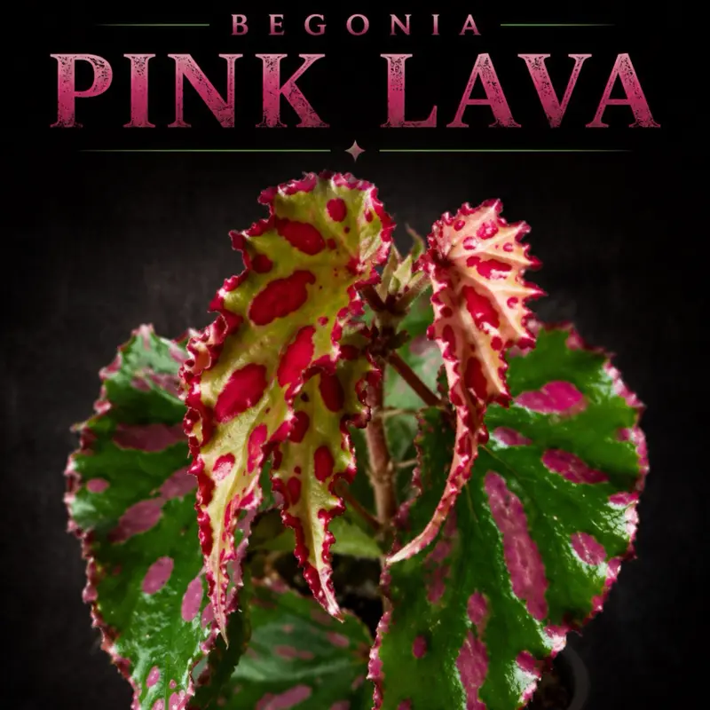 Begonia Pink Lava