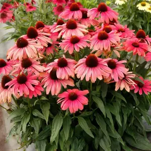 100 Pink Coneflower Seeds – Hardy Echinacea for Perennial Pollinator Gardens and Long-Lasting Blooms