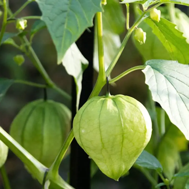 Green Tomatillo Seeds - Organic, Heirloom, Open Pollinated, Non GMO - Grow Indoors, Outdoors, In Grow Beds, Soil, Hydroponics & Aquaponics