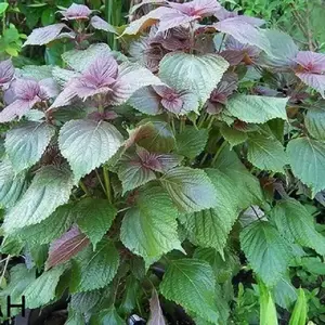 Vietnamese Perilla Seeds (Perilla Frutescens) shiso seeds for planting 4 pack x 800 seeds