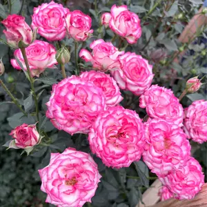200 rose seeds  multi-color mixed flowers bloom all year round, even beginners can make a pot full!