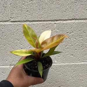 Philo Orange 4 Inch Plant Pot