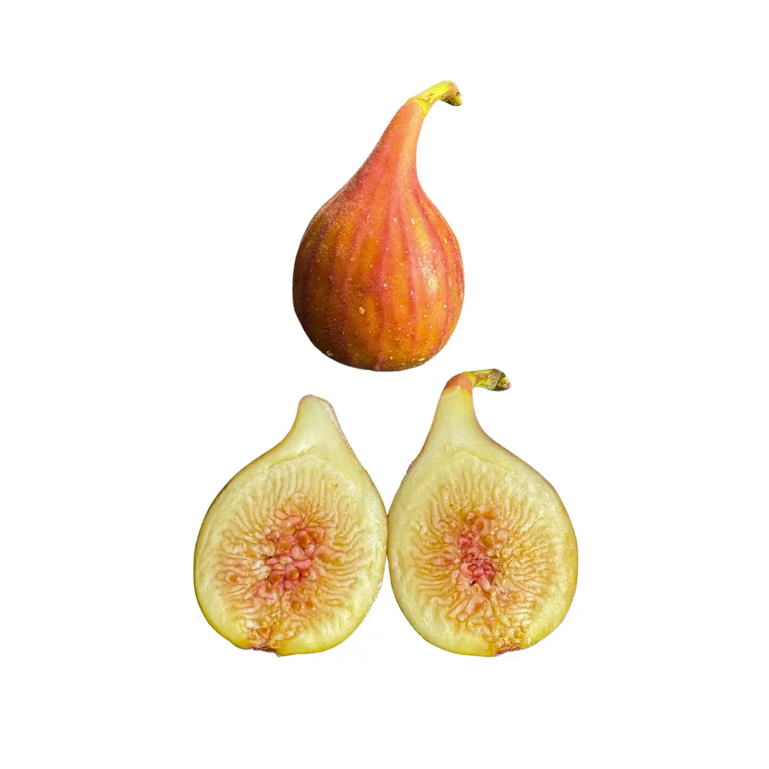 LSU O'Rourke Fig Tree