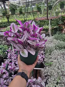Tradescantia Nanouk - Colorful Trailing Plant in 6-inch Nursery Pot for Easy Care & Versatile Home Decor