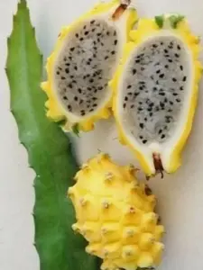 Hylocereus megalanthus | Yellow Dragon Fruit |Pitaya|Pitahaya Amarilla| 20_Seeds