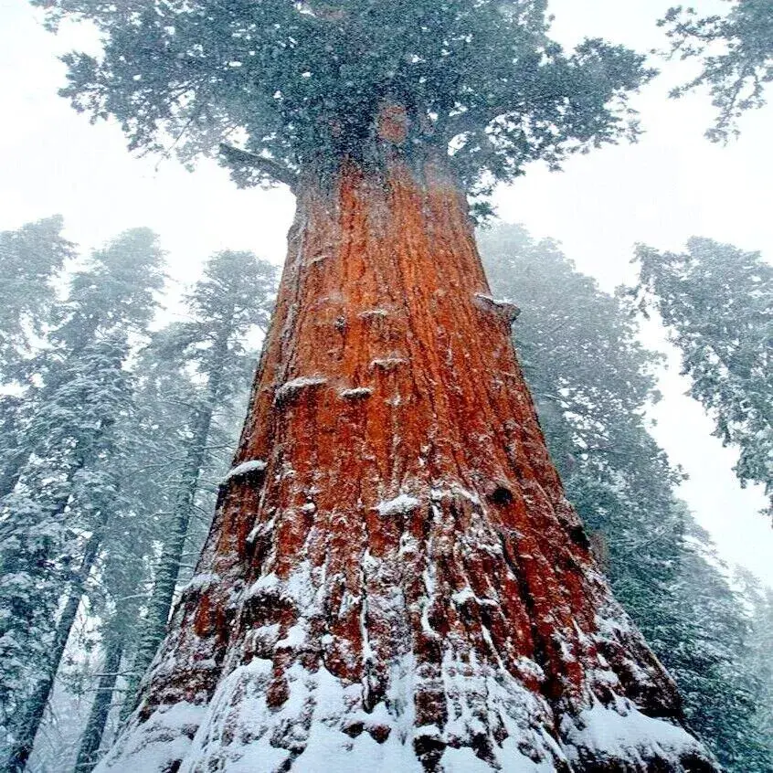 50 California Coast Redwood Seeds Giant Sequoia Bonsai TALLEST TREE in the WORLD Flower & Plant Seeds