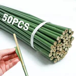 Bamboo Plant Stakes 50pcs - Durable, Flexible, Versatile 4FT/3FT/2FT/16in Lengths, Plastic Coated for Indoor/Outdoor Climbing Plants