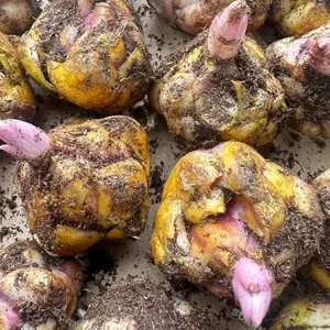 Lily bulbs perennial aromatic flower bulbs, large and beautiful flowers, easy to cultivate, suitable for indoor and outdoor garden balcony decoration