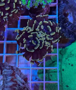 2 Headed Teal hammer coral decoration