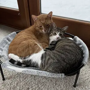 【Desk Pet Hammock】Pomesea Large Cat Bed for Cats,Calming Cat & Dog Bed for Small Dogs, Anti-Anxiety, Glow in The Dark,Soft Elevated Cat Bed for Indoor Pets