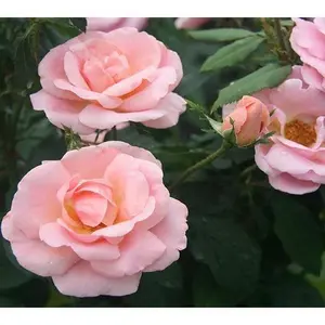 Peachy Knock Out Rose - Repeat Blooms all Season backyard garden