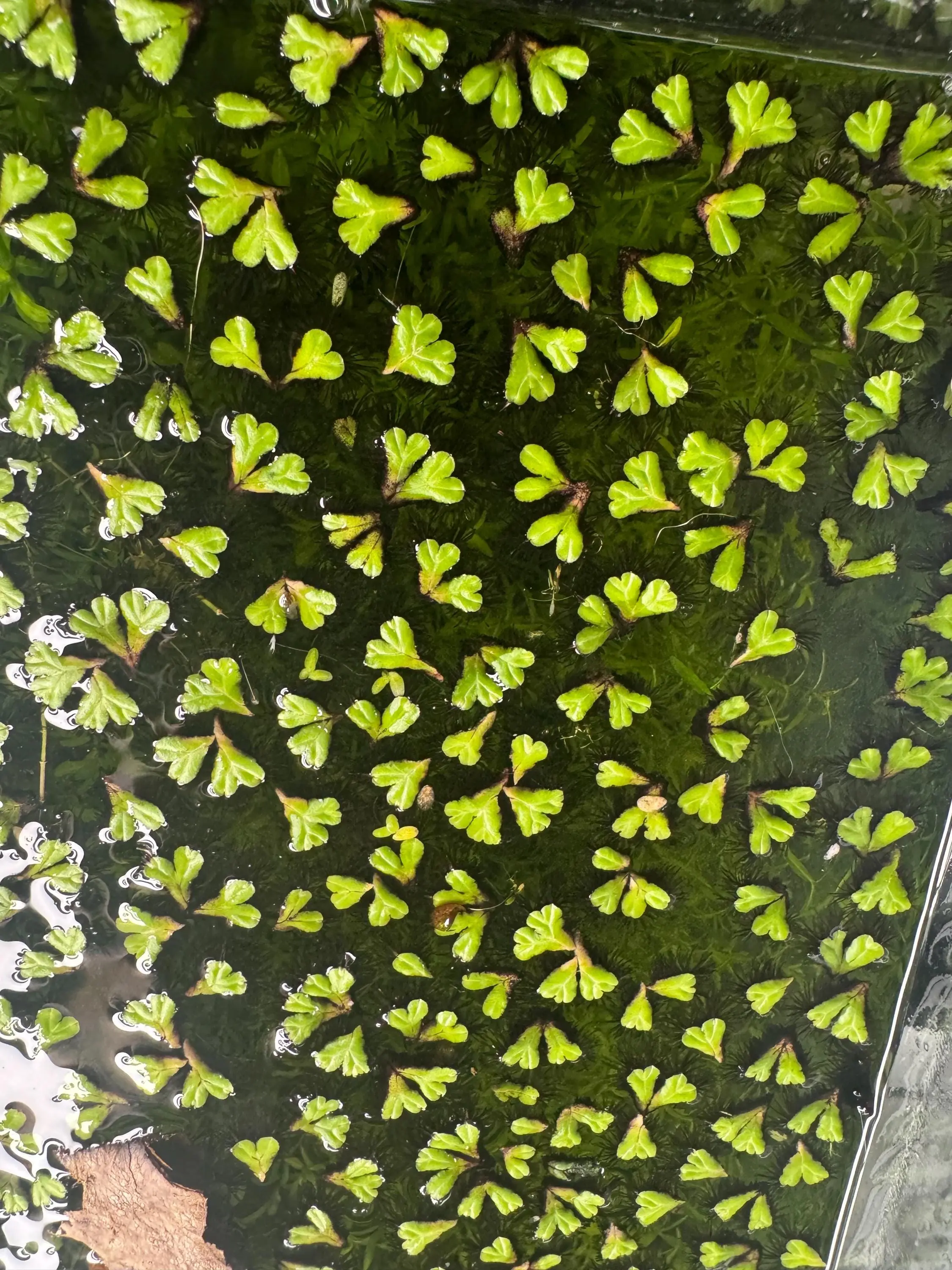 Purple Fringed Riccia – Floating Aquarium Plant for Nano Tanks Purple Fringed Riccia – Floating Aquarium Plant for Nano Tanks