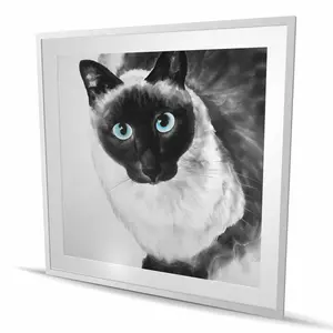 212 MAIN Framed Matted Blue Eyes Siamese Cat Photo Print Wall Art, 48x48 in, Home Decor Items, Artwork, Ideal Room Decoration Gift