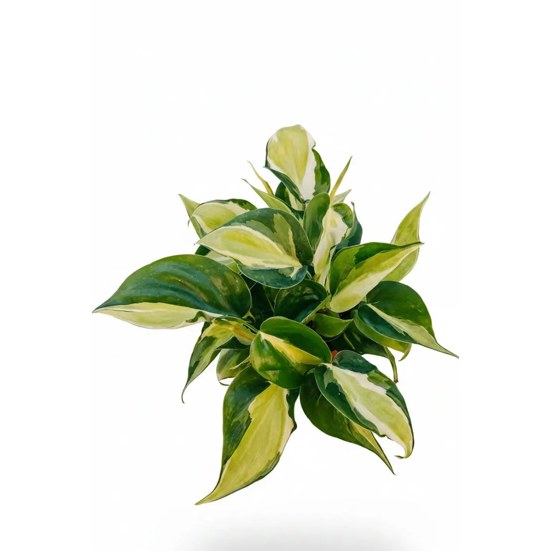 4" Philodendron Hederaceum 'Cream Splash'