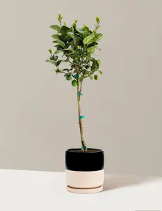 Key Lime Tree