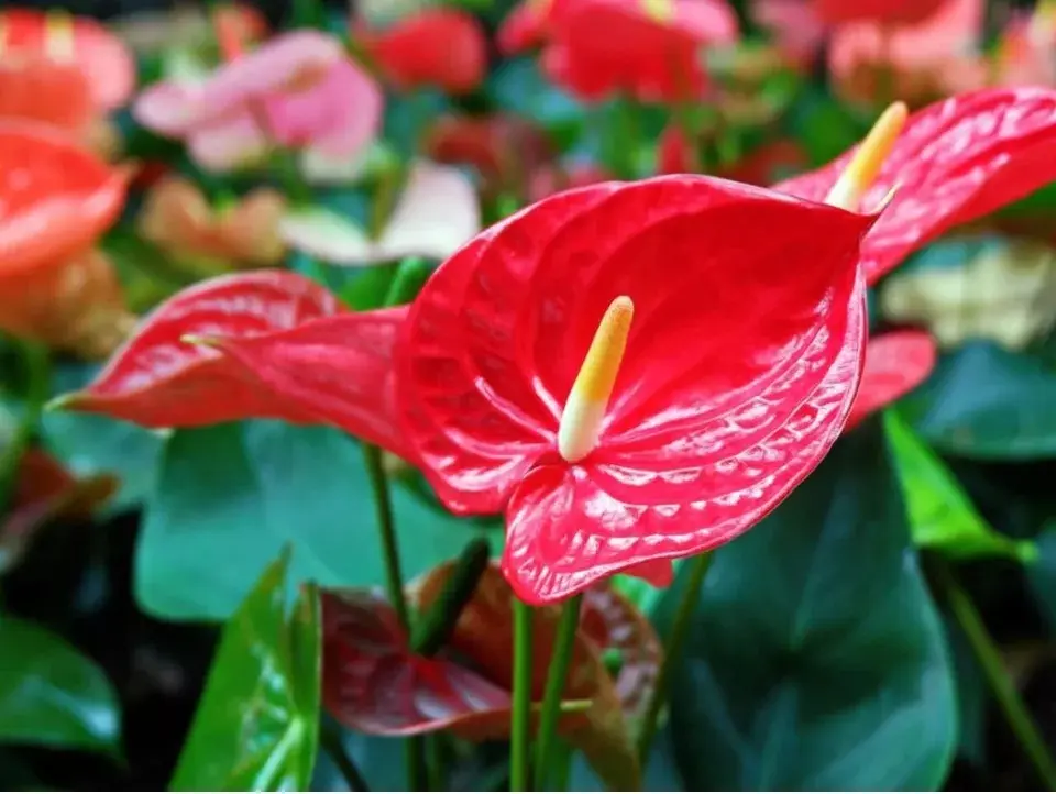 1 Red Anthurium Aristo - Small Plant - Exotic Tropical Houseplant with Glossy Red Flowers and Lush Foliage - Easy-Care Indoor Plant - 4" Pot