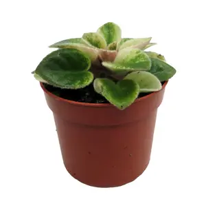 Jolly Sunday Micro Miniature African Violet - 2.5" Pot - Violet Collector's Series