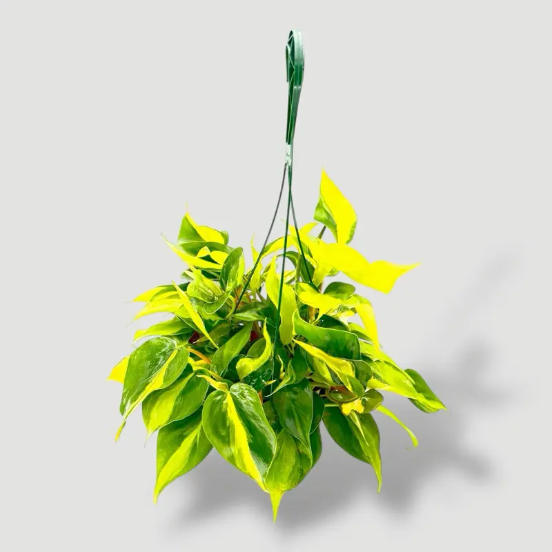 lemon prayer plant Lemon-Lime Prayer Plant 4in