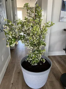 Jasmine Live Plant, 1 Gallon Pot, Includes Care Guide