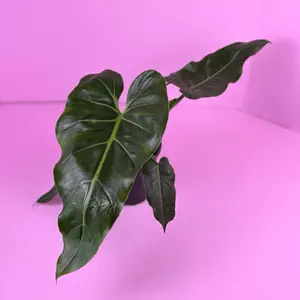 Philodendron Maximus 6” | Large Leaf Philodendron | Rare Plant