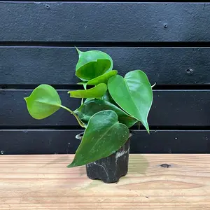 Green Heartleaf Plants 2 Inch