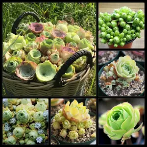 Fantastic Greenovia Dodrentalis Mountain Rose Succulent Rooted & Established