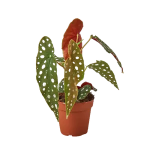 Begonia Maculata 'Polka Dot Begonia'