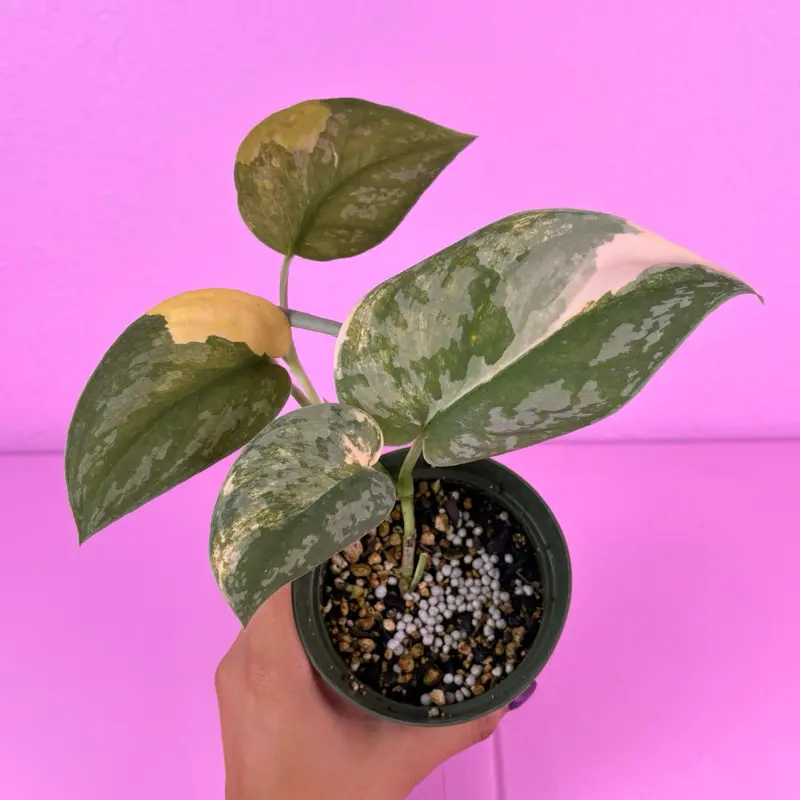 RARE Scindapsus Mayari Variegated 4” | Variegated Scindapsus | Collector Aroid