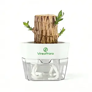 Brazilian Wood Plant,Mini Brazil Lucky Wood,Swelling Stage,Nearing Germination Lucky Tree,Budding Takes just 7-15 Days,Brazilian Tree Perfect for Home,Office Desktop Decoration (Minimalist style)
