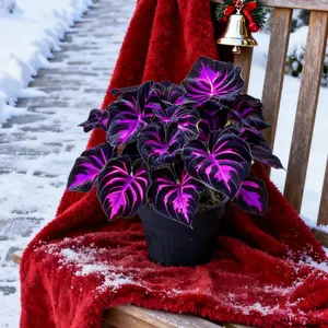 Hosta Seeds Perennial Shade Plant Non-GMO Easy Low-Maintenance Ideal for Borders Under-Tree Areas & Containers Made in the USA Decorative Foliage