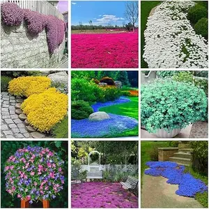 3000+ Mix Creeping Thyme Seeds for Planting, Thymus Serpyllum , Ground Cover Plants Easy to Plant and Grow, Blue, Purple, White, Red, Green, Yellow Flowers