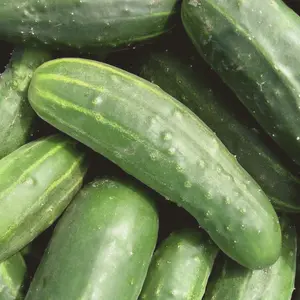 Heirloom Marketer Cucumber Seeds