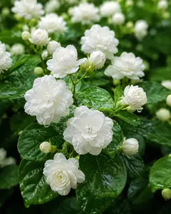 For 50 Non-GMO  Silver Jasmine Seeds - Aromatic Evergreen,Purple or White,Ideal Decor Choice for Garden & Balcony Fragrant